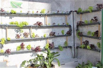 İSTANBUL'UN MERKEZİNDE TOPRAKSIZ TARIM