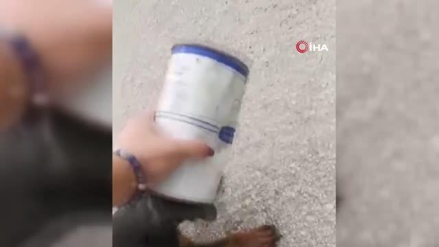 Karabük'te hayvanlara yardım eli...Yavru köpek ve Karaca'yı böyle kurtardılar