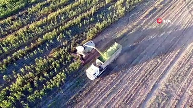 4 bin dönümlük alanda silajlık mısır hasadı başladı