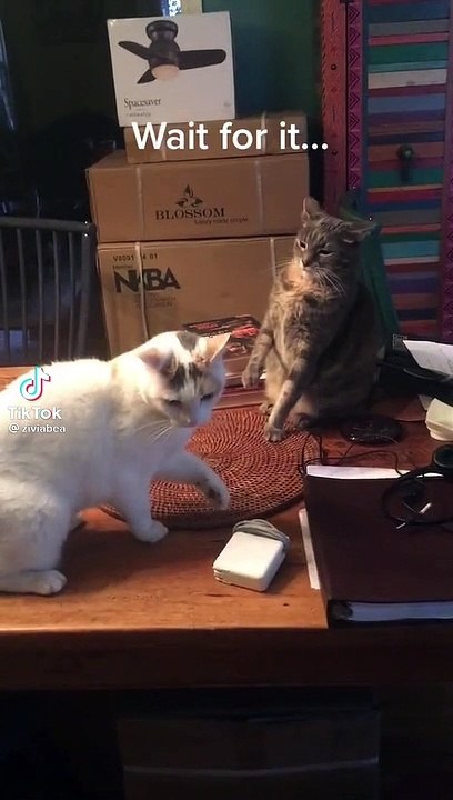 Funny animals