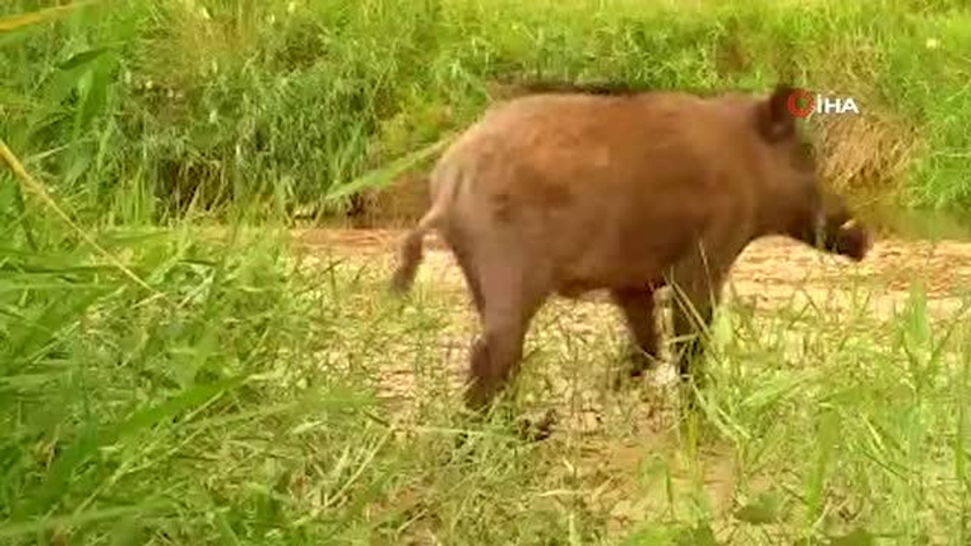 Kırıkkale'de yaban hayatı fotokapanla görüntülendi