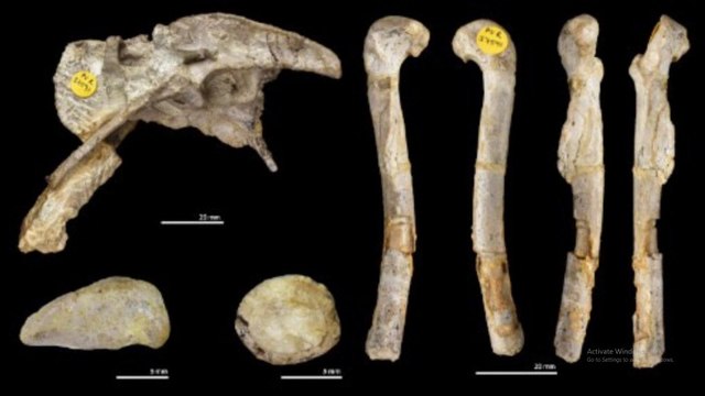 Ilmuwan Kembali Temukan Fosil Spesies Baru Dinosaurus