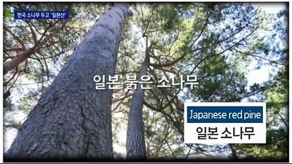 [단독]나라 잃은 소나무…산림청 영문 홈페이지엔 ‘일본 소나무’