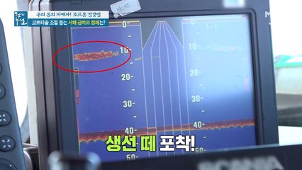 코르티솔 조절 돕는 서해 '금치'의 정체는?