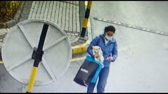 Sarıyer’de önce sevdi, sonra alıp gitti; köpeği çalan kadın kamerada