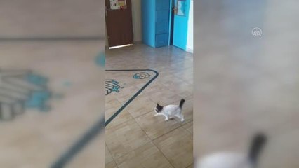 KIRIKKALE - Ders sırasında sınıfa girmek isteyen kedi yavrusunun çabası kamerada