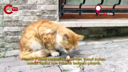 Sokak kedisine fakirlik kağıdı