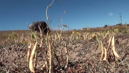 Yüksek bölgelerde üretilen kuru fasulyede hasat dönemi başladı