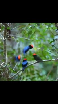 طيور جميلة - سبحان الله الخالق Beautiful birds - Glory be to God the Creator