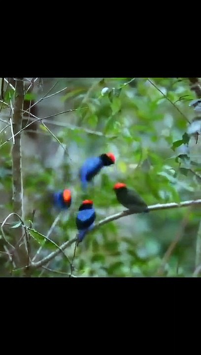 طيور جميلة - سبحان الله الخالق Beautiful birds - Glory be to God the Creator