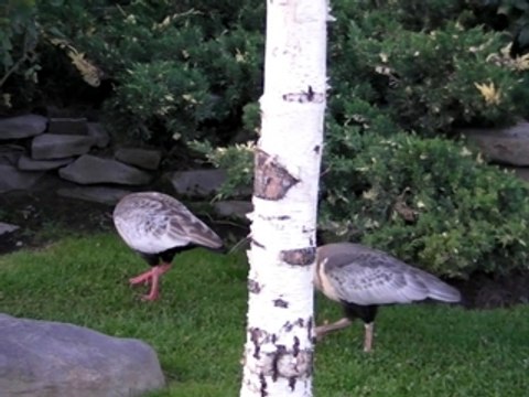El Calafate - Argentine