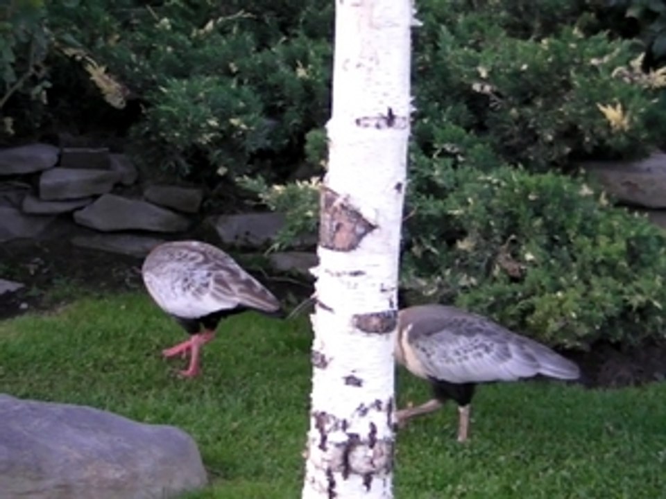 El Calafate - Argentine