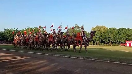 Watch- बीएसएफ के ऊंटो का कदमताल, योगा प्रतियोगिता में दिखाया करतब