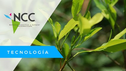 El cultivo de la hoja de coca, un sustento para las familias venezolanas