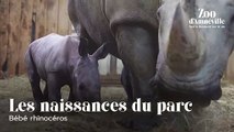 Naissance d'un bébé rhinocéros au zoo d'Amnéville