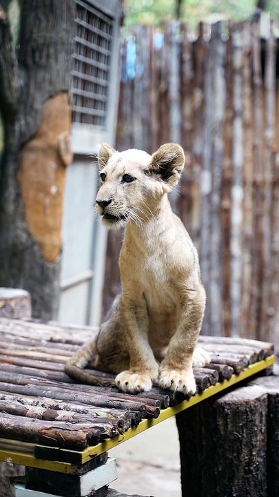 Lion