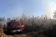 Son dakika haberi... Yapı malzeme deposu yakınındaki sazlık yangını korkuttu