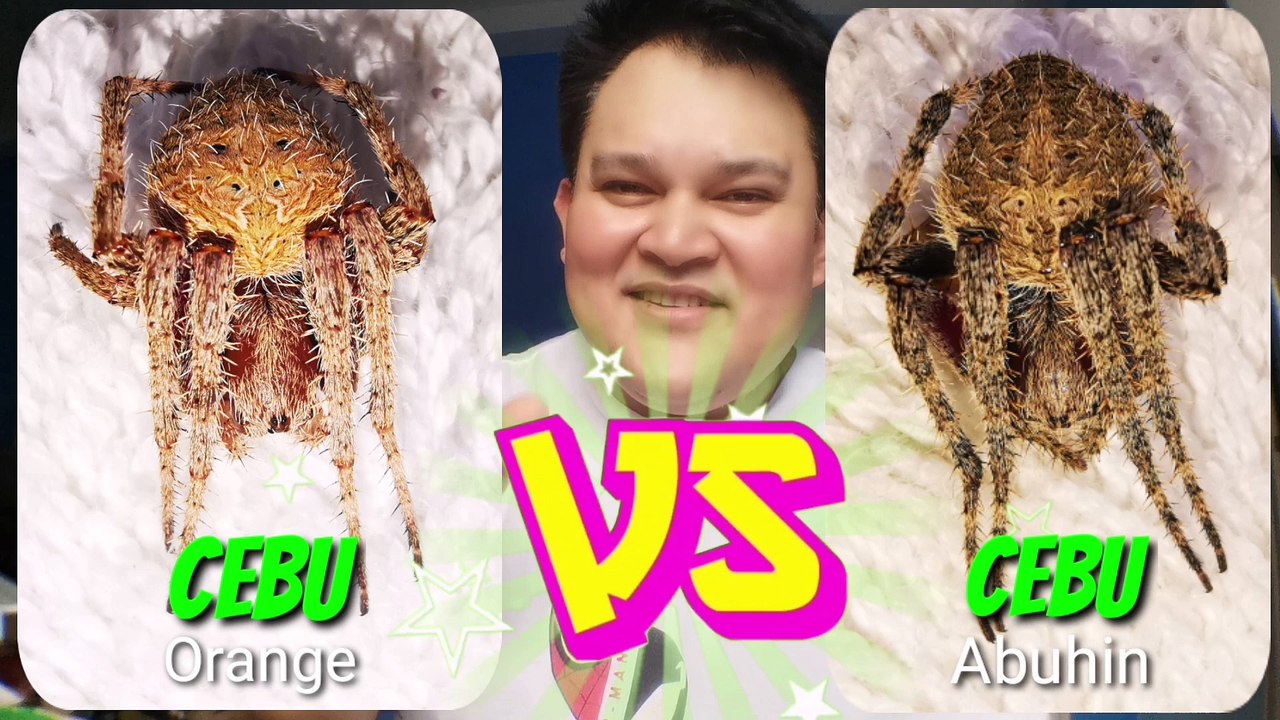 CEBU vs CEBU. Spider Fight. Philippines Spider Culture.