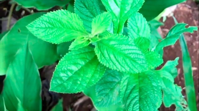 bd-remedios-naturales-para-aliviar-la-colitis-o-estreñimiento-081021