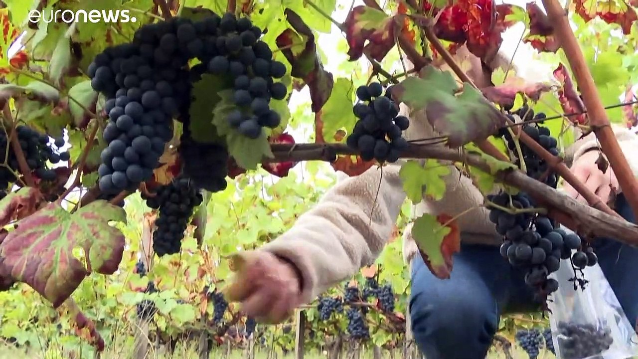 Gli effetti del riscaldamento globale sul vino