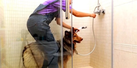 dog enjoys bathing
