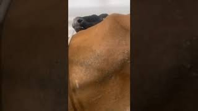 Dairy Cow Craves Delicious Doughnuts