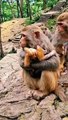 Animals monkeys Videos