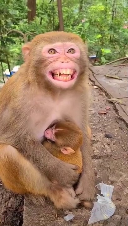 Monkeys Animals❤️