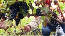 Uvas del sur para salvar el vino francés