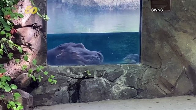 Adorable Video Shows Hippo Snoozing Underwater