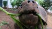 Giant tortoises move into new London Zoo home