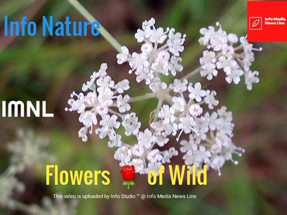 Beautiful Wild flowers. Unique Himalayan Jungles flowers