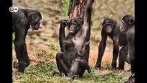 الشمبانزي والإنسان  ـ ما حجم الذكاء لدى أقرباء البشر؟