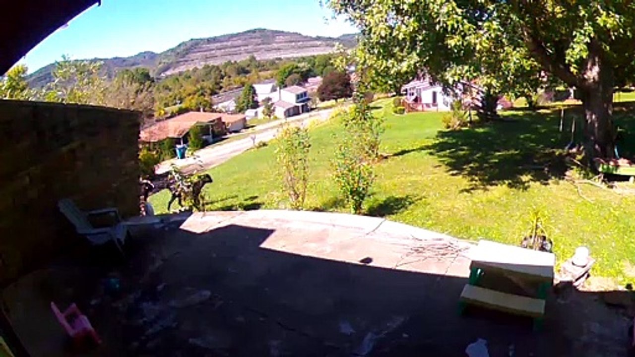 Goat Flies Into Face