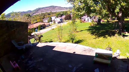 Goat Flies Into Face