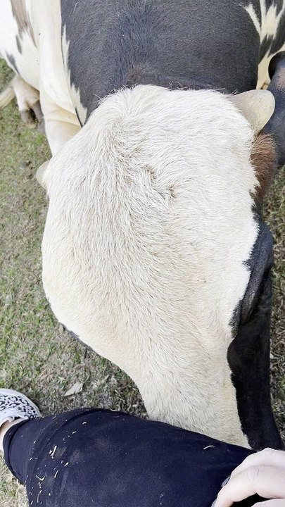 Cow Is Really A Giant Puppy