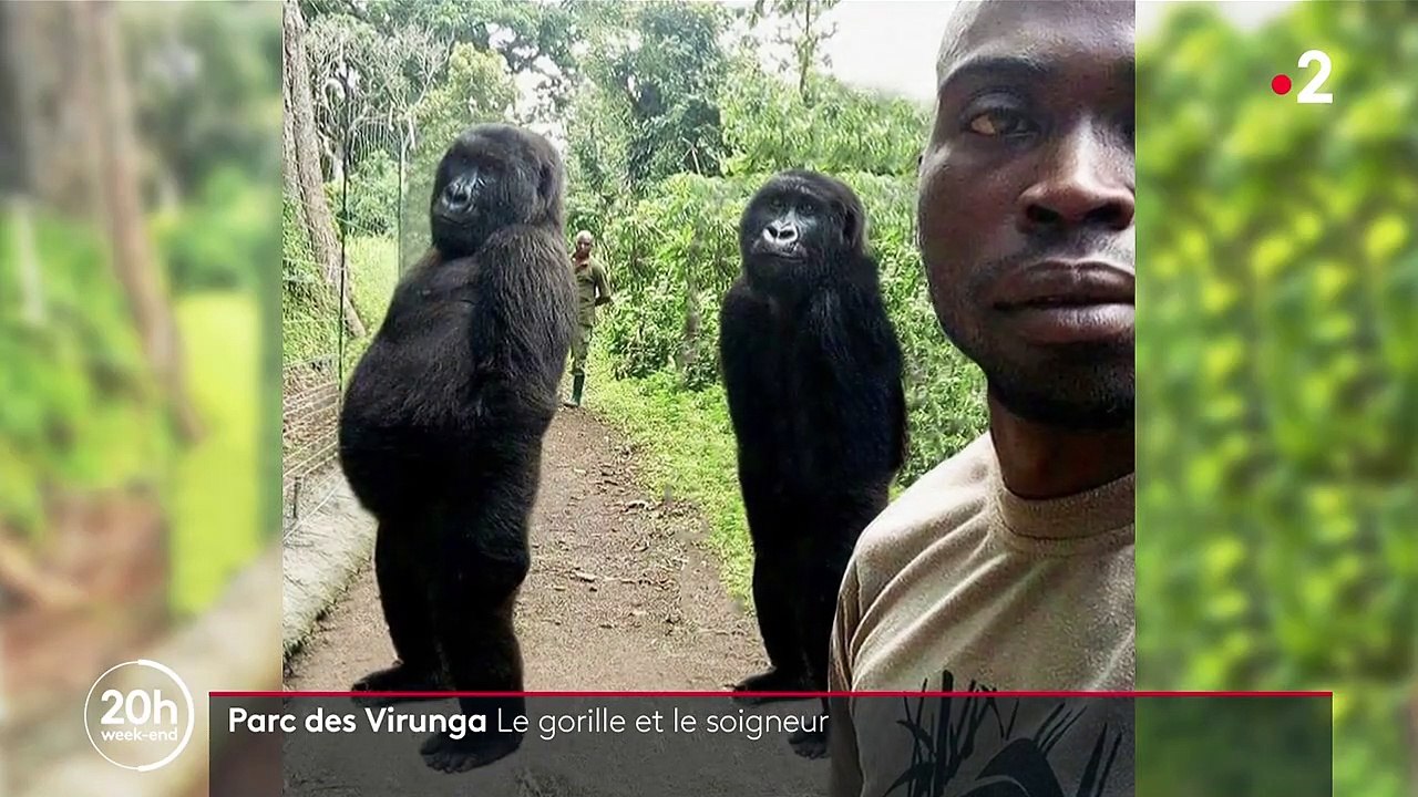 République Démocratique du Congo : Ndakasi, célèbre gorille, est décédée