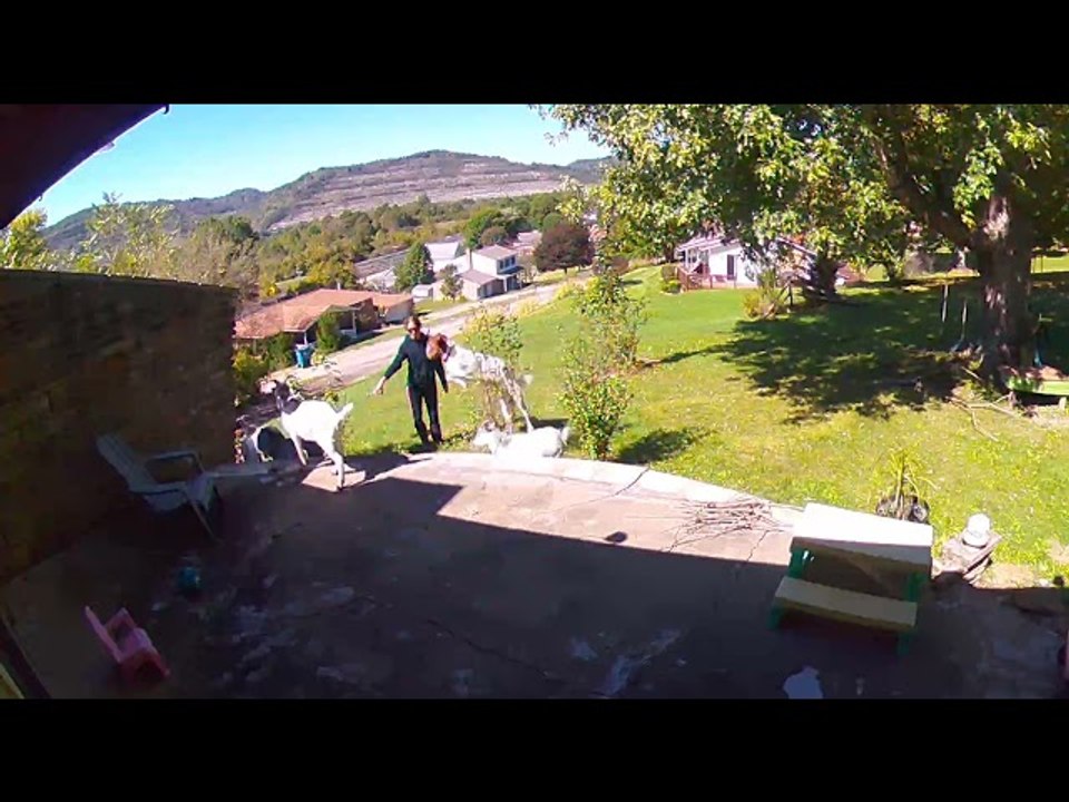 Goat Flies Into Face