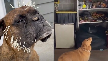 Dog Bested By Porcupine & Mesmerized By A Tennis Ball