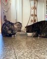 Kucing lucu berbagi makanan