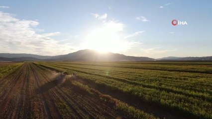 Elazığ'da 4 bin dönümlük arazide silajlık mısır hasadı başladı