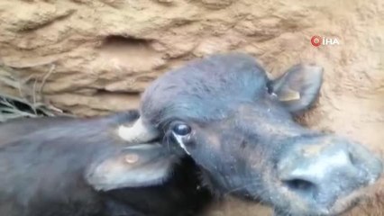 Beykoz'da ekipler, çukurda mahsur kalan mandayı kurtarma için seferber oldu