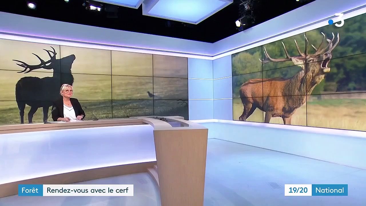 Animaux : le brame du cerf attire les photographes animaliers