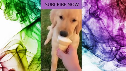 wow this funny dog can eat ice cream