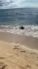 Monk Seal Interrupts Game of Fetch
