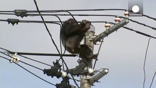 Big Monkey Terrible Electrocution and Fell