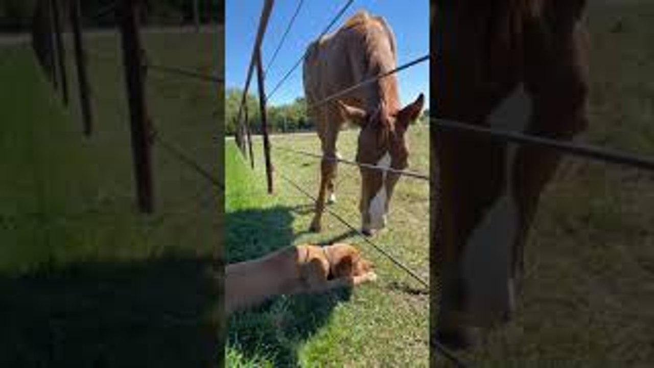 Puppy and Colt Are Best of Friends
