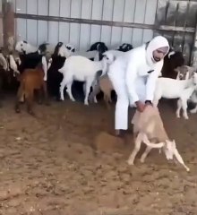 Kambing pintar. Takut di sambelih pura pura mati. 