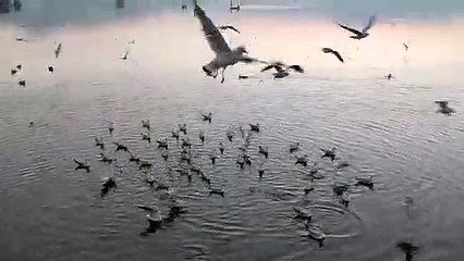 Nature News: सर्द मौसम आते ही आनासागर में दिखेंगी शानदार बर्ड्स