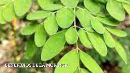 Propiedades de la moringa